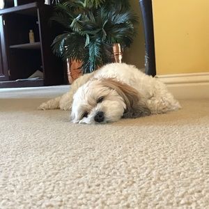 Meet your Posher, Cal